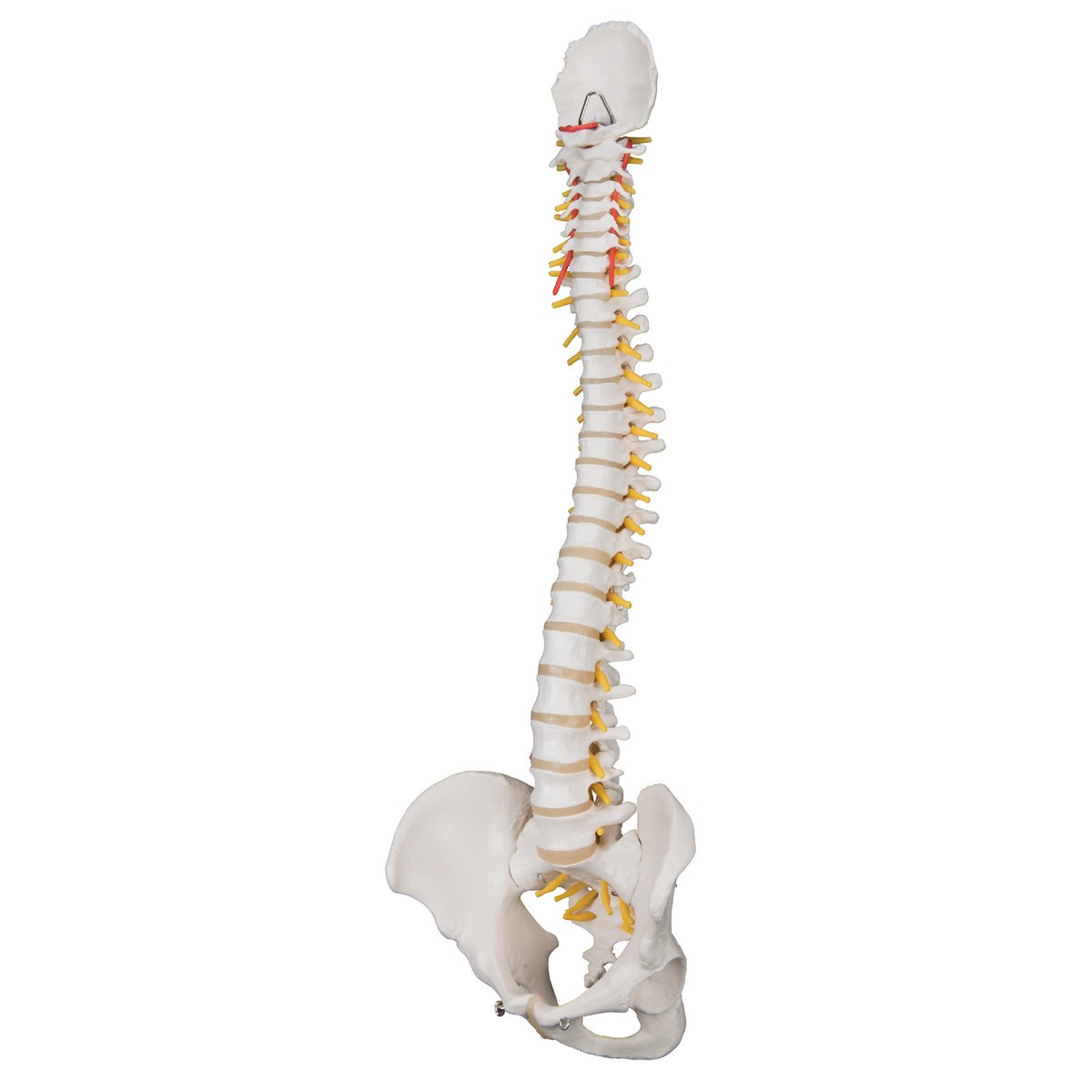 Classic Flexible Human Spine Anatomy Model