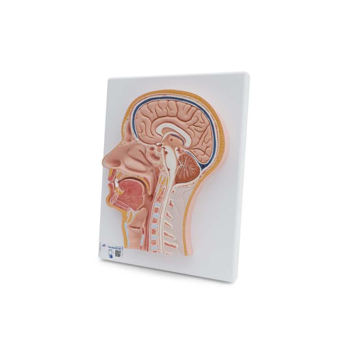 Median Section Of Human Head Anatomy Model