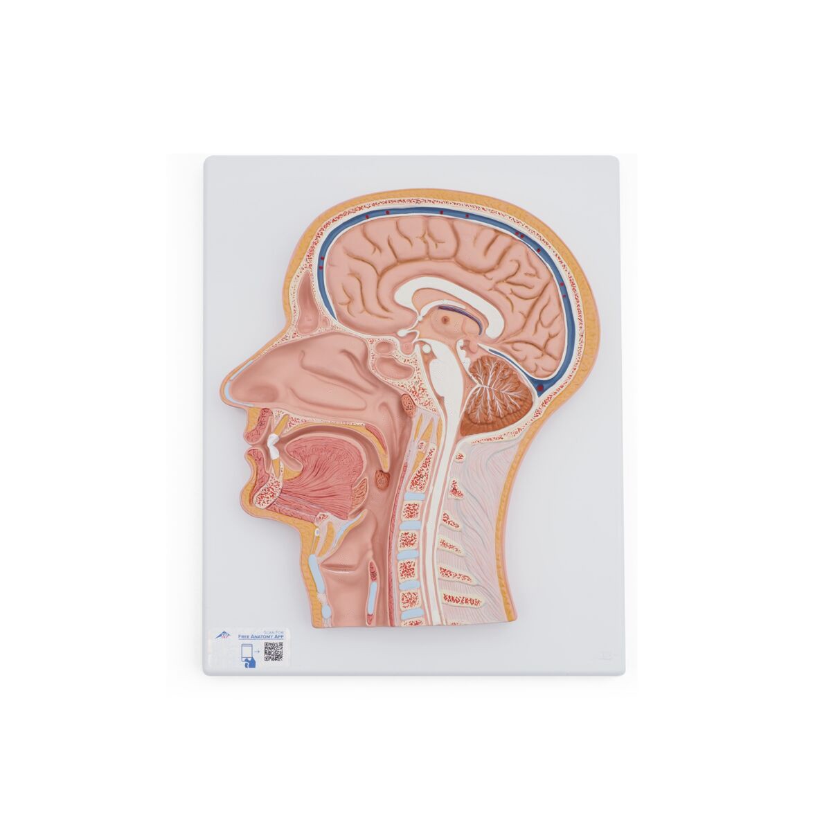 Median Section Of Human Head Anatomy Model