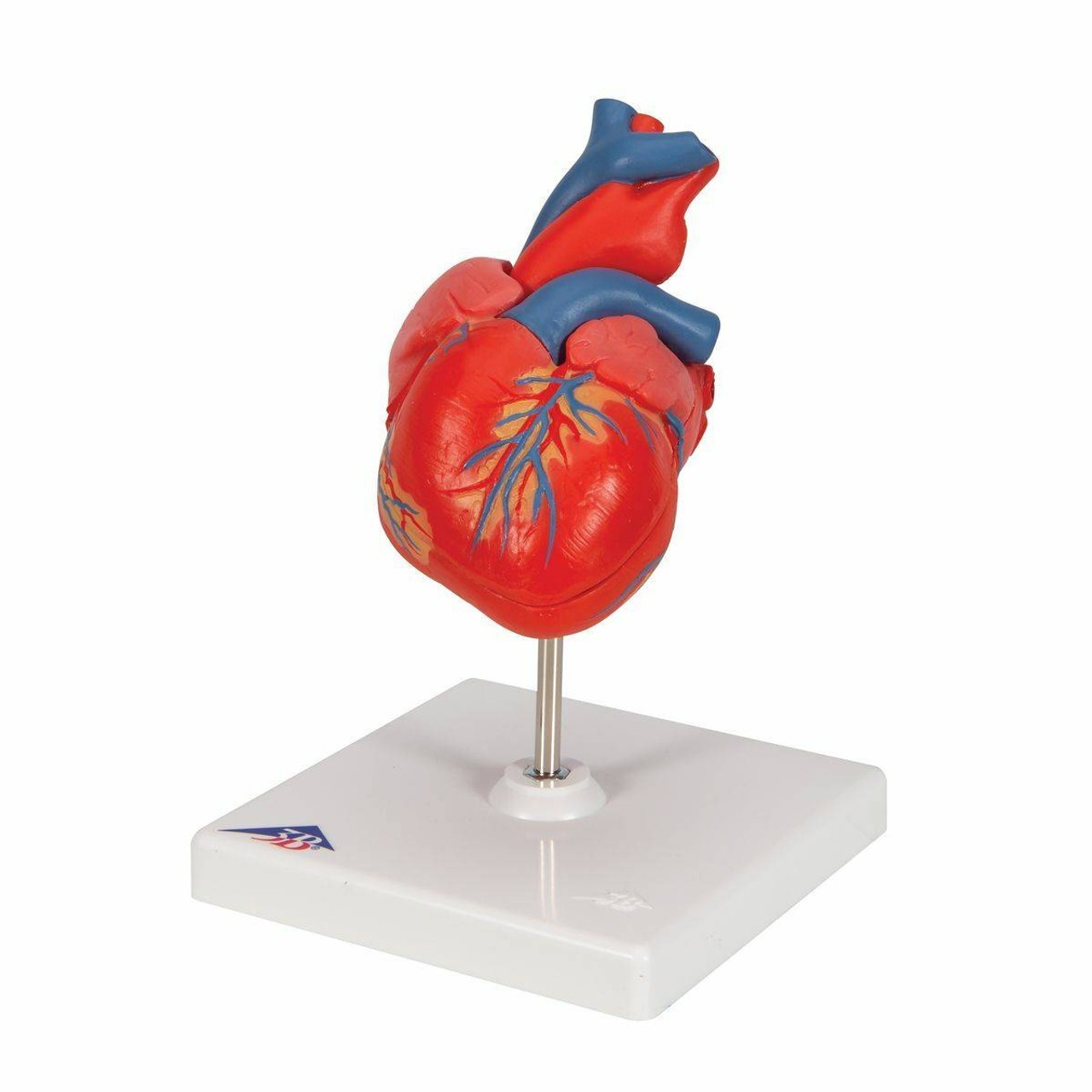 Classic Human Heart Anatomy Model