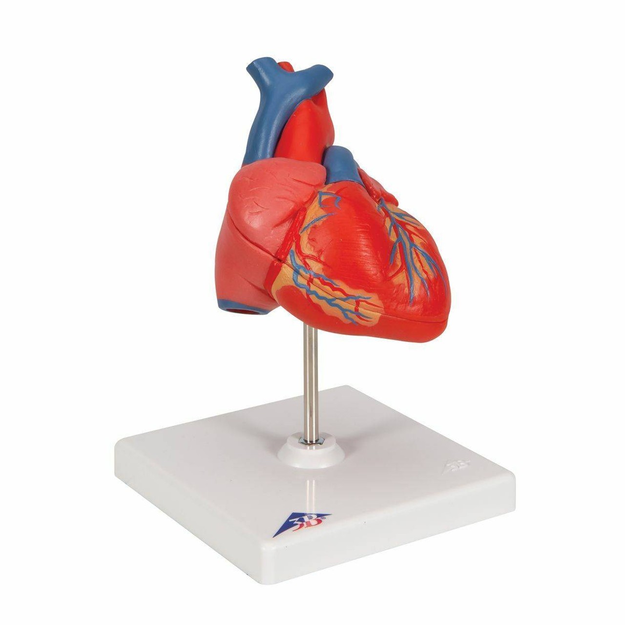 Classic Human Heart Anatomy Model