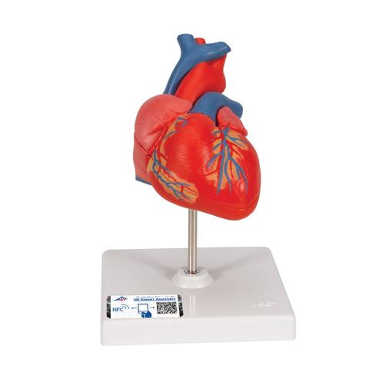 3B Scientific Classic Human Heart Anatomy Model | Anatomy