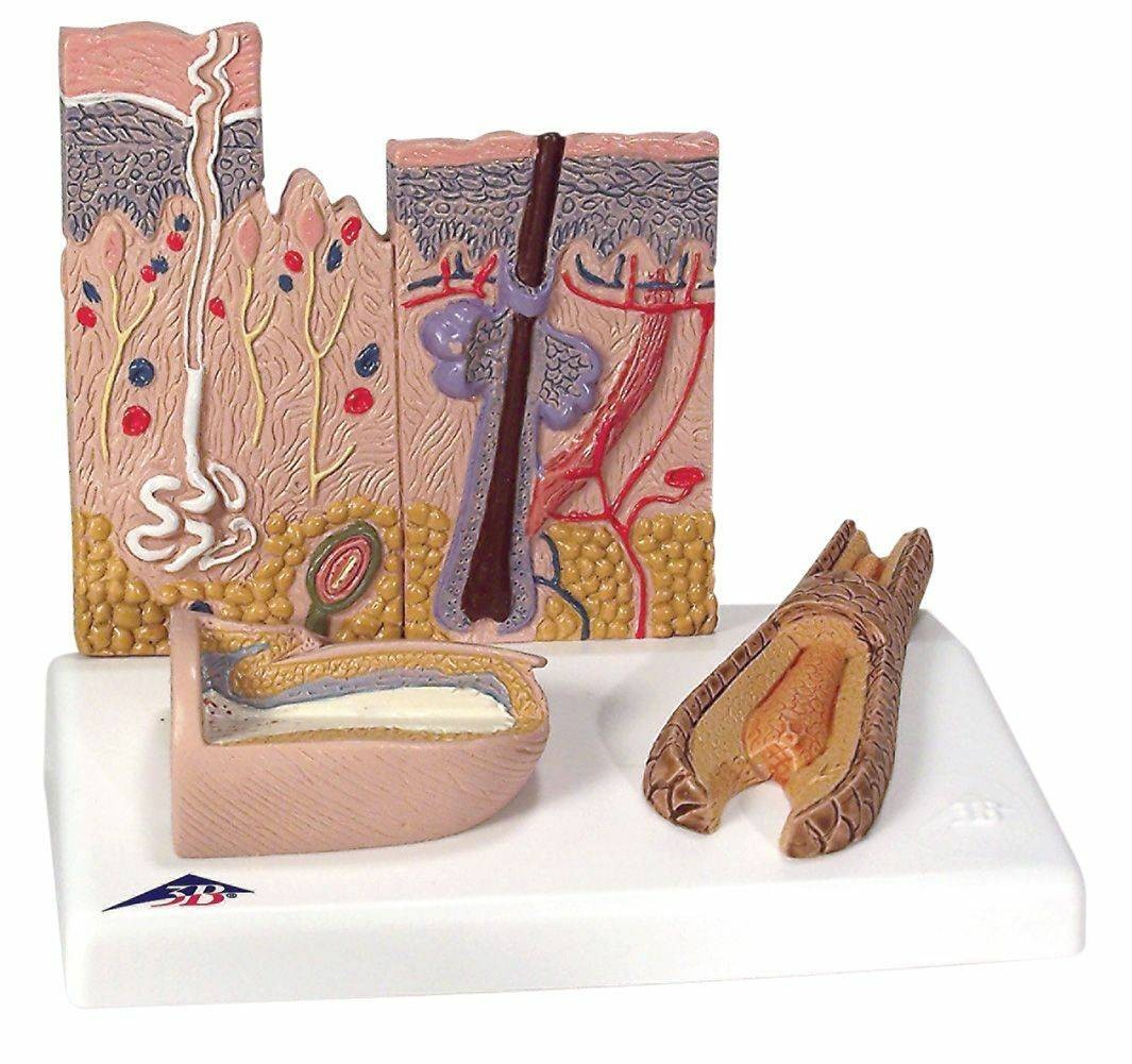 3B Scientific Skin Section Anatomy Model With Hair | Anatomy 3B Scientific Skin Section Anatomy Model With Hair | Anatomy