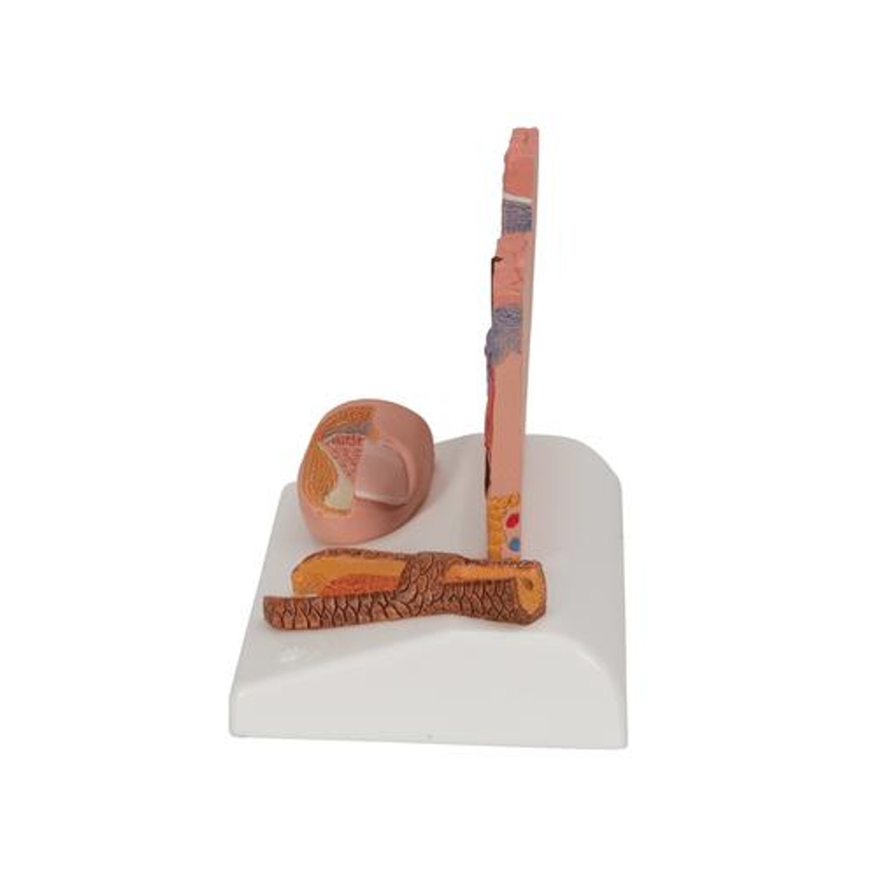 Skin Section Anatomy Model With Hair