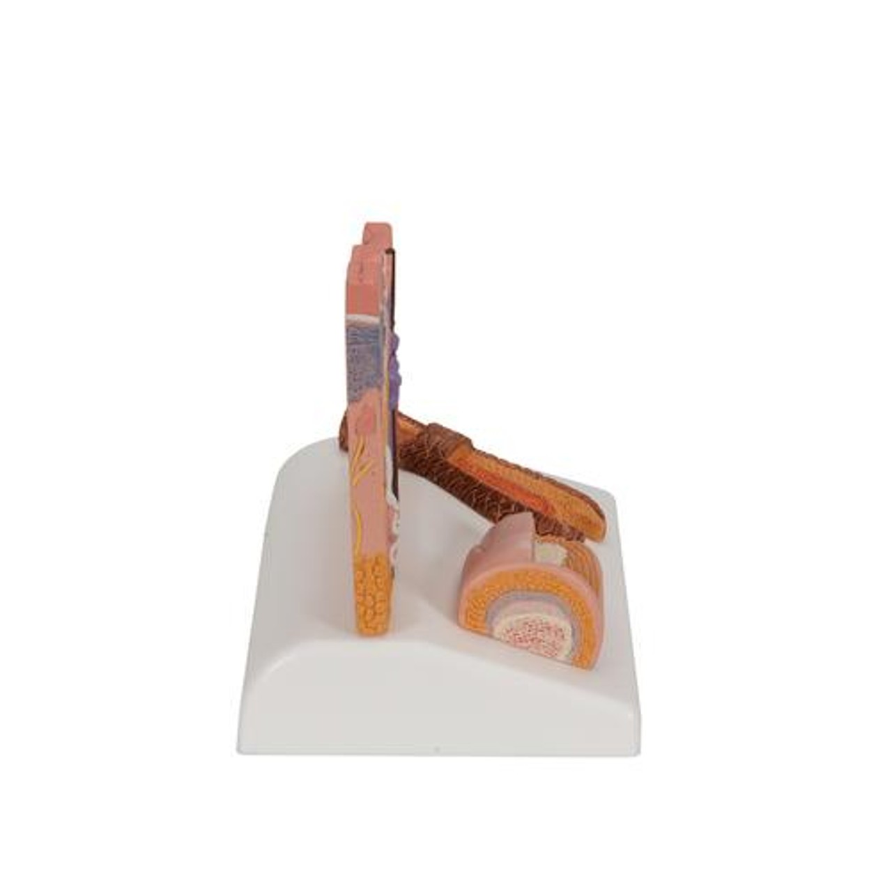 Skin Section Anatomy Model With Hair