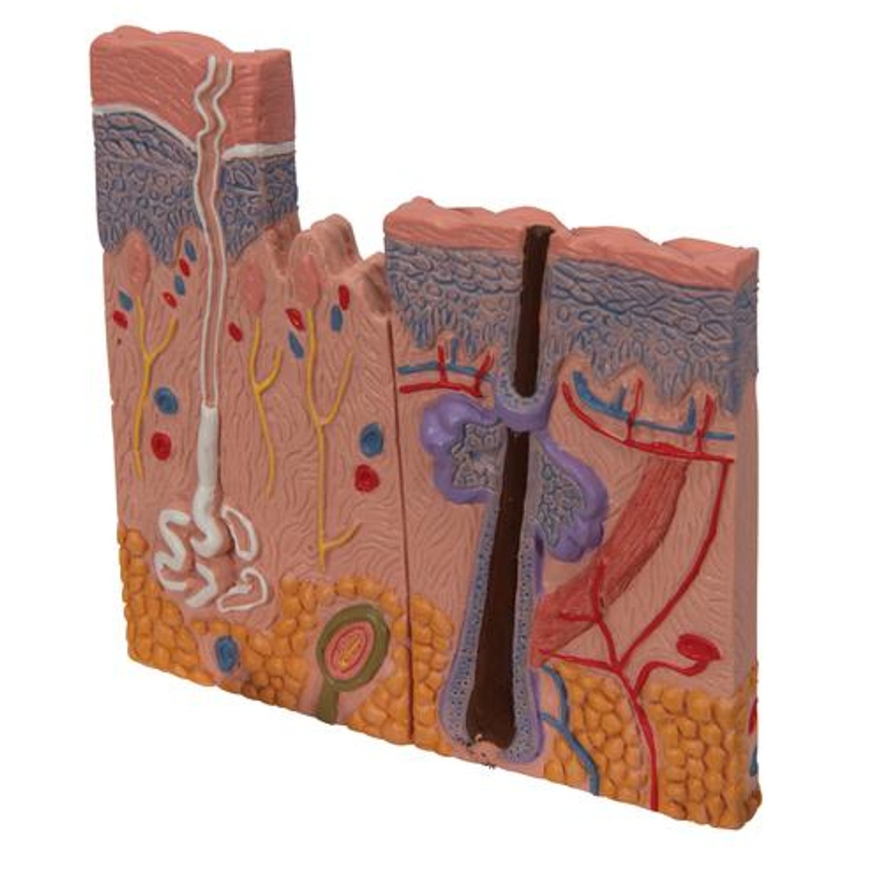 Skin Section Anatomy Model With Hair