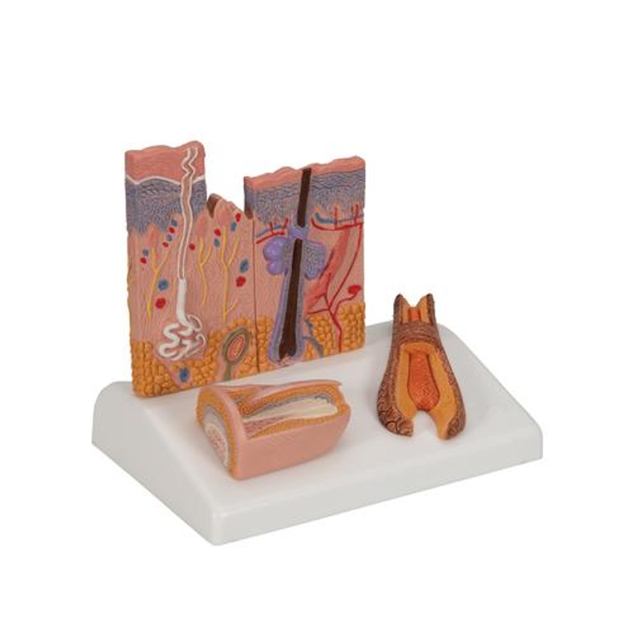 Skin Section Anatomy Model With Hair