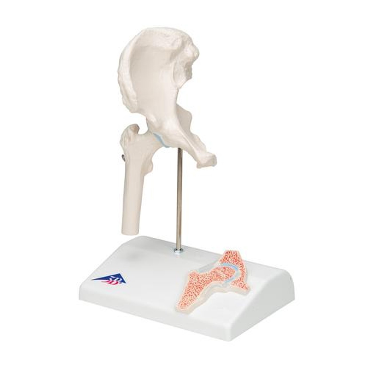 3B Scientific Mini Hip Joint with Cross Section Anatomy