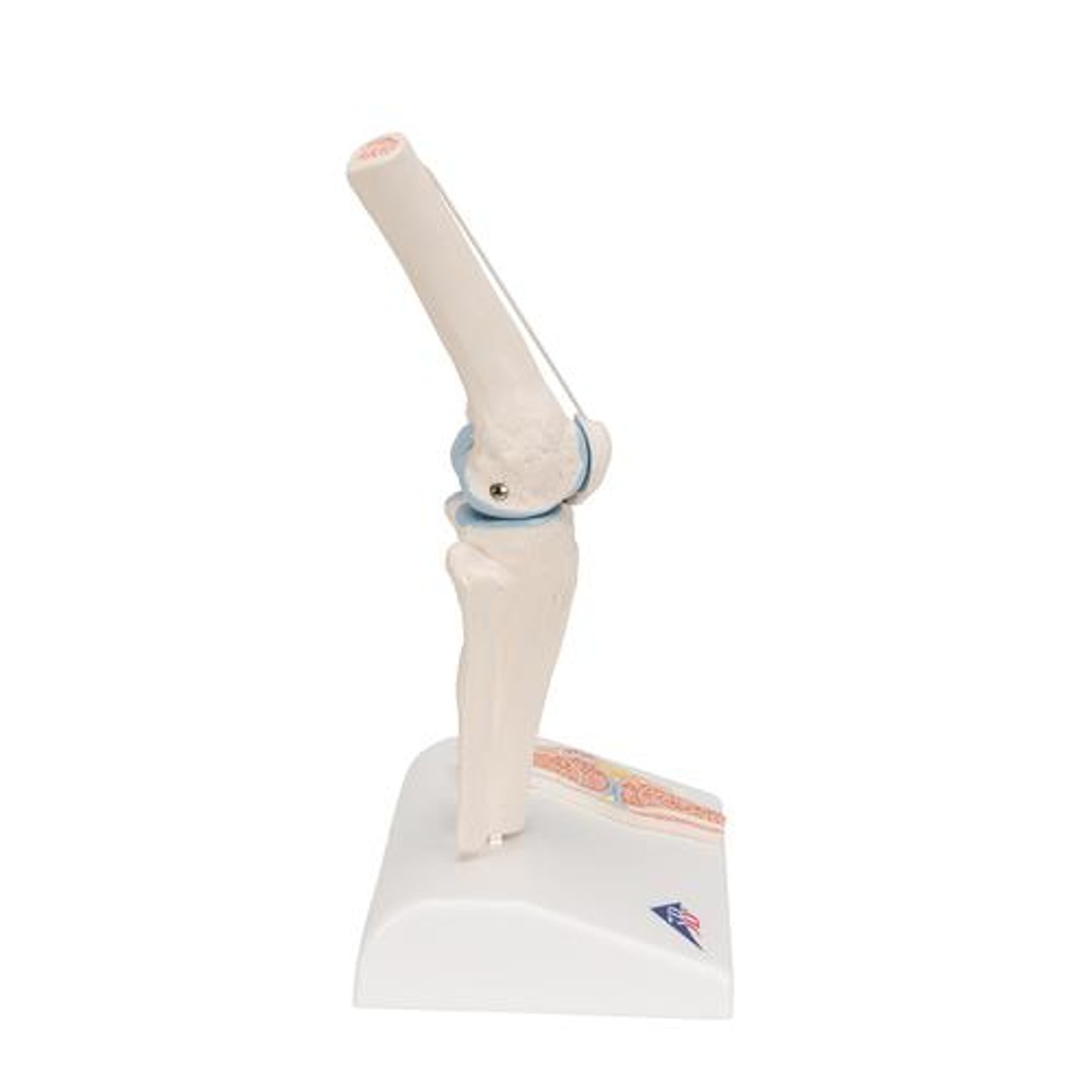 Mini Knee Joint Anatomy Model