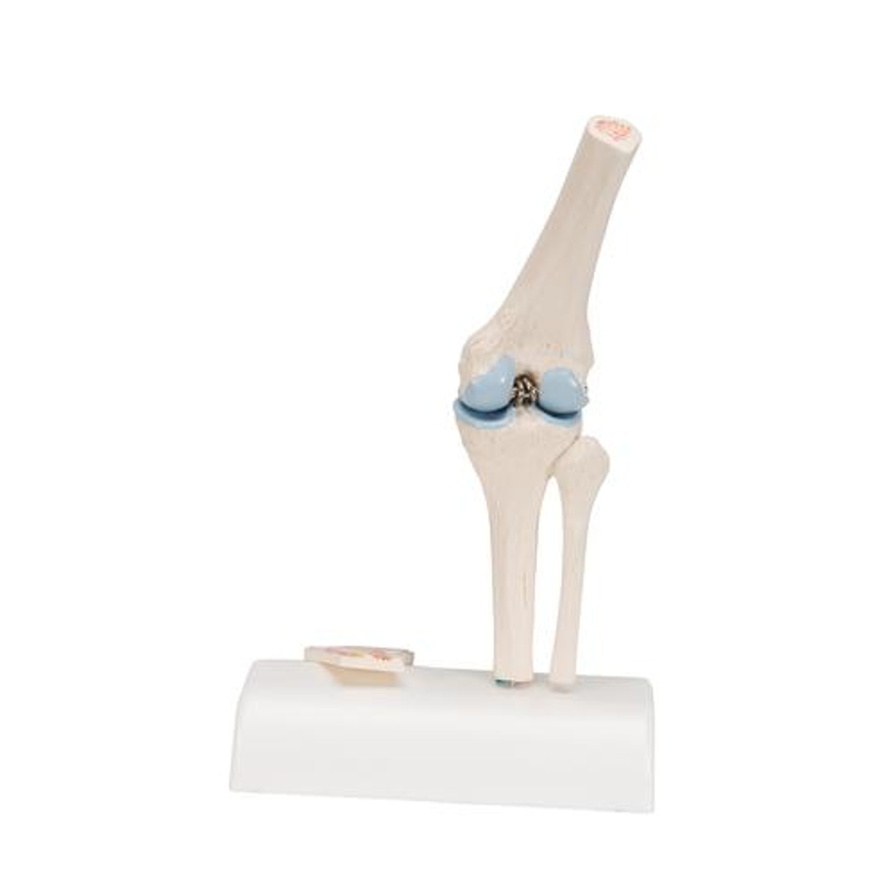 Mini Knee Joint Anatomy Model
