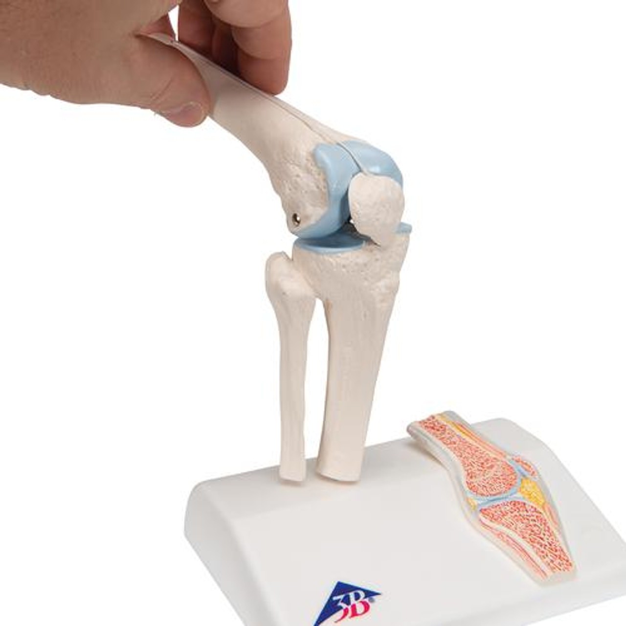 Mini Knee Joint Anatomy Model