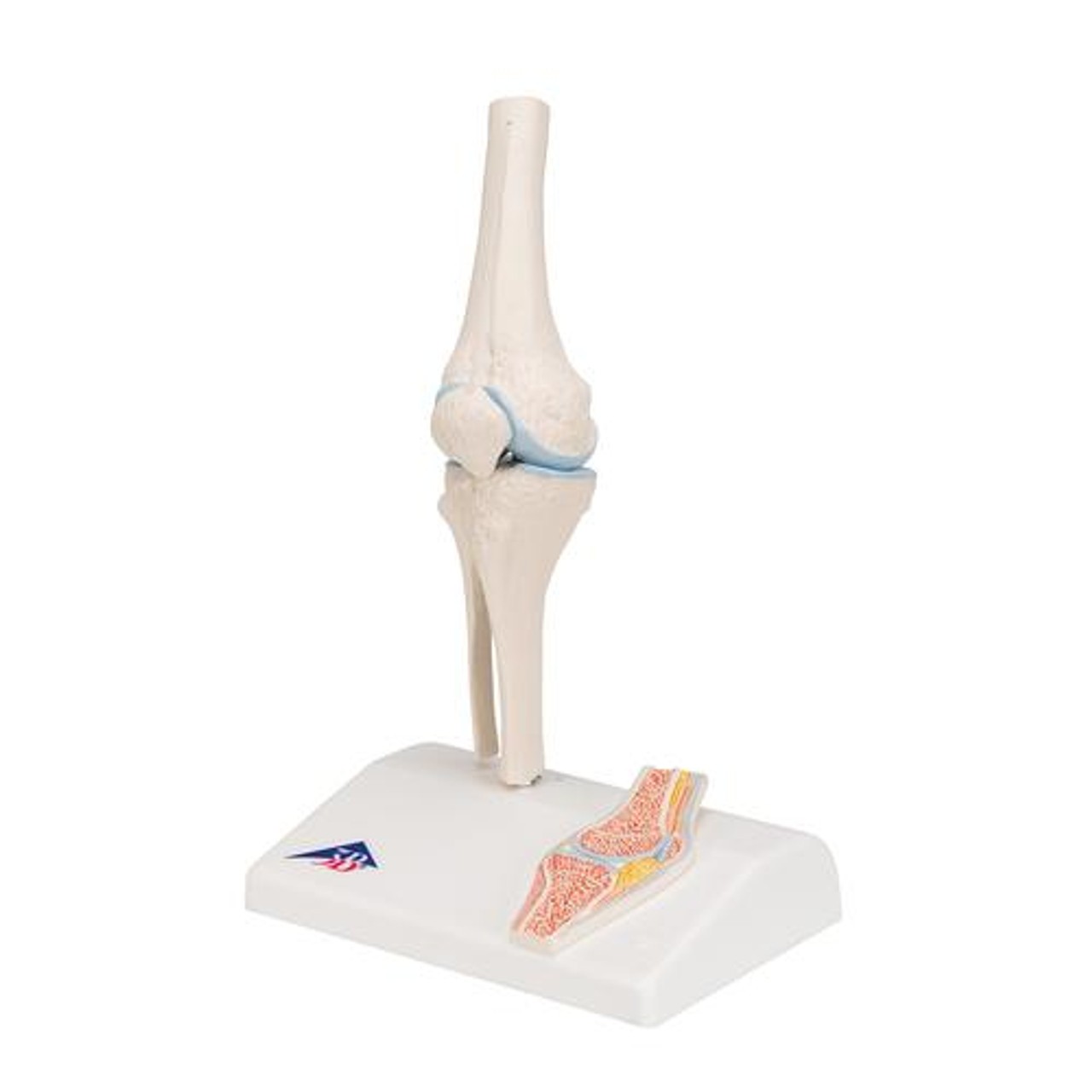 Mini Knee Joint Anatomy Model