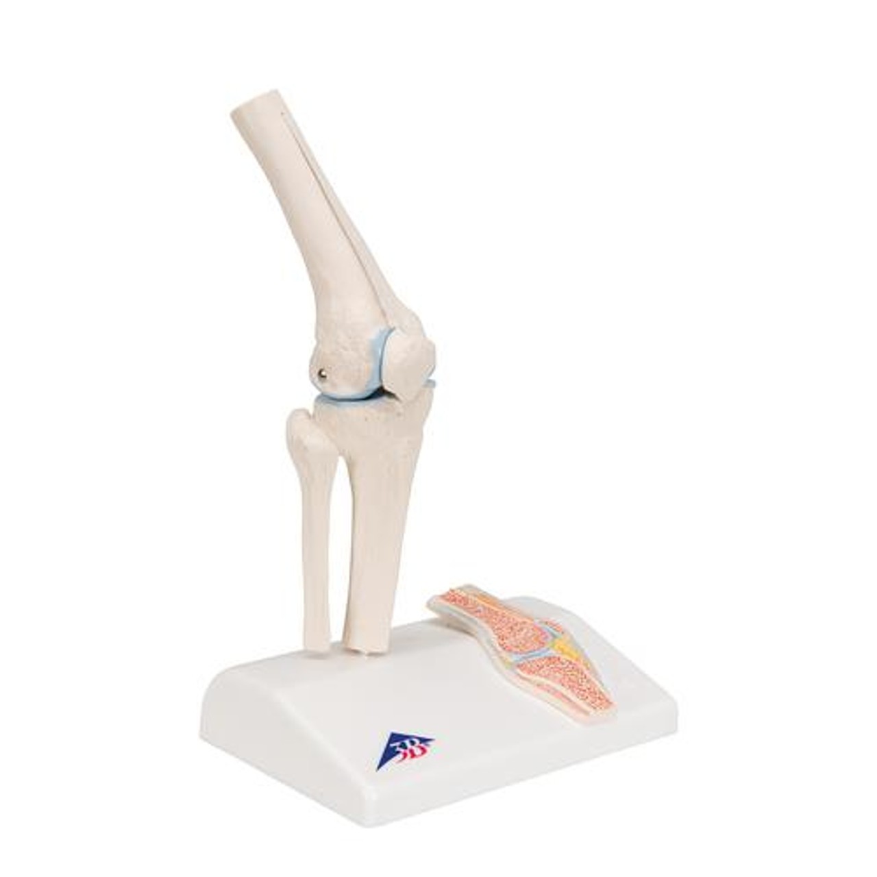 Mini Knee Joint Anatomy Model