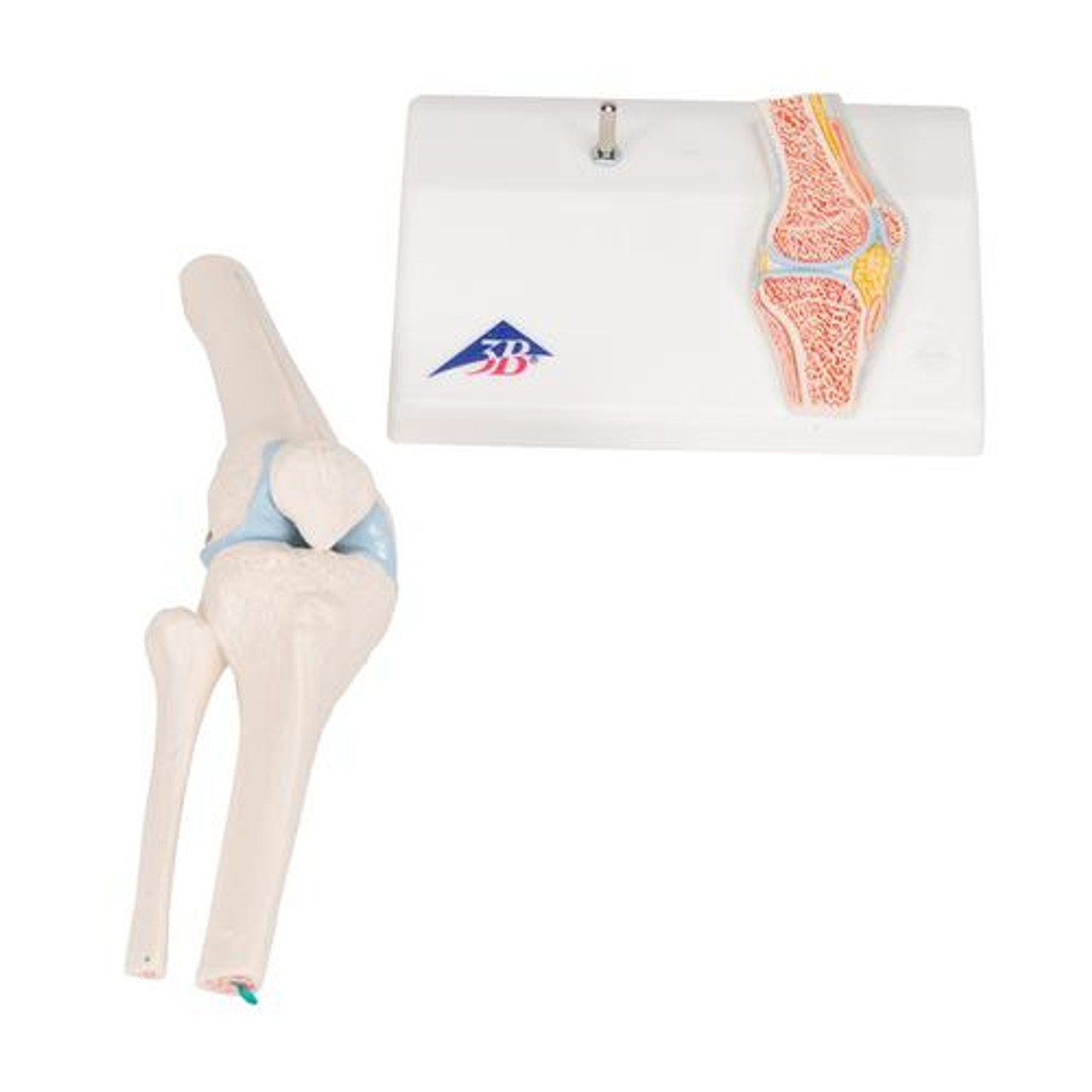 Mini Knee Joint Anatomy Model