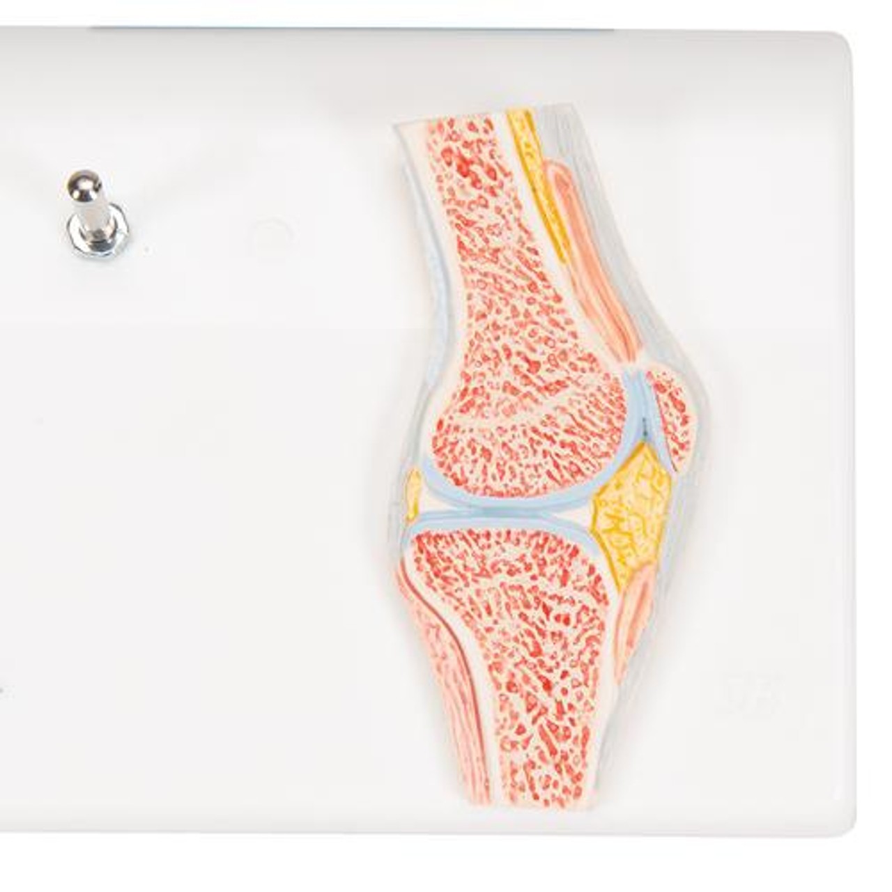 Mini Knee Joint Anatomy Model