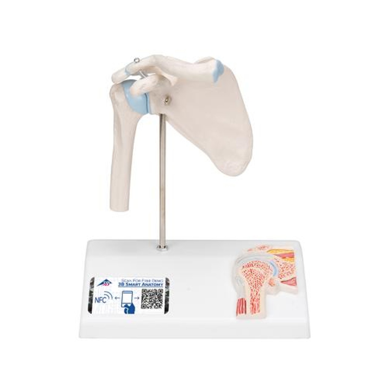 Mini Shoulder Joint Anatomy Model