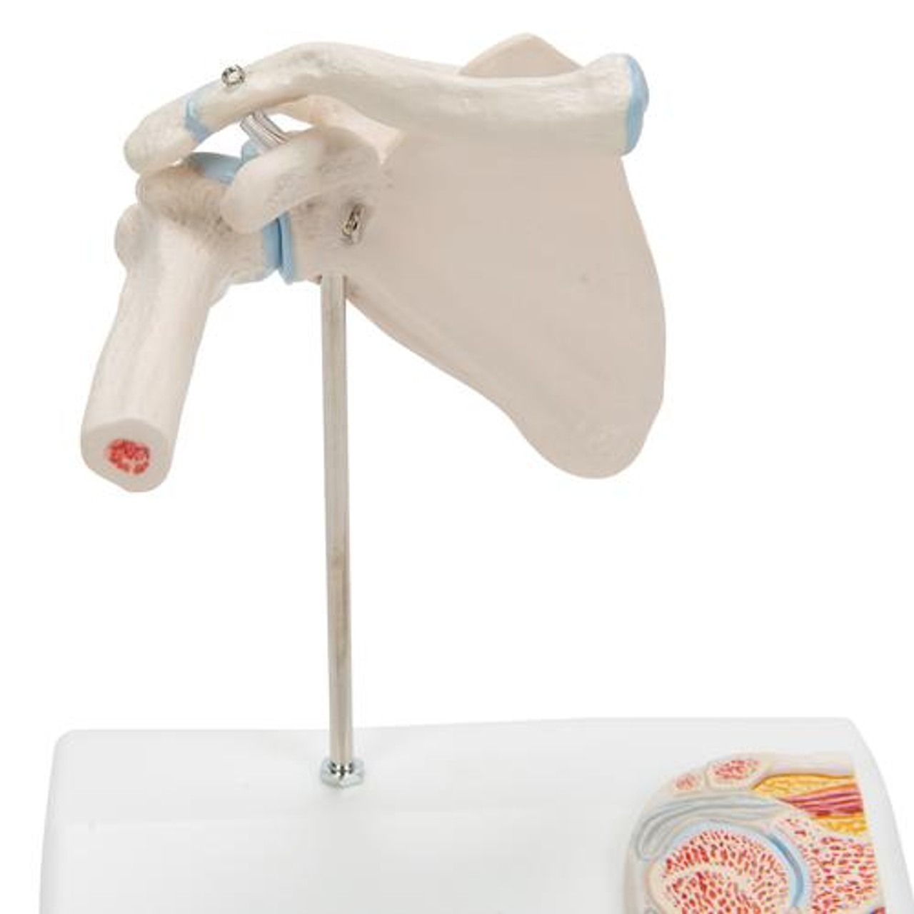 Mini Shoulder Joint Anatomy Model