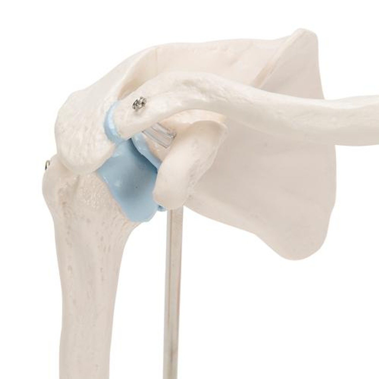 Mini Shoulder Joint Anatomy Model