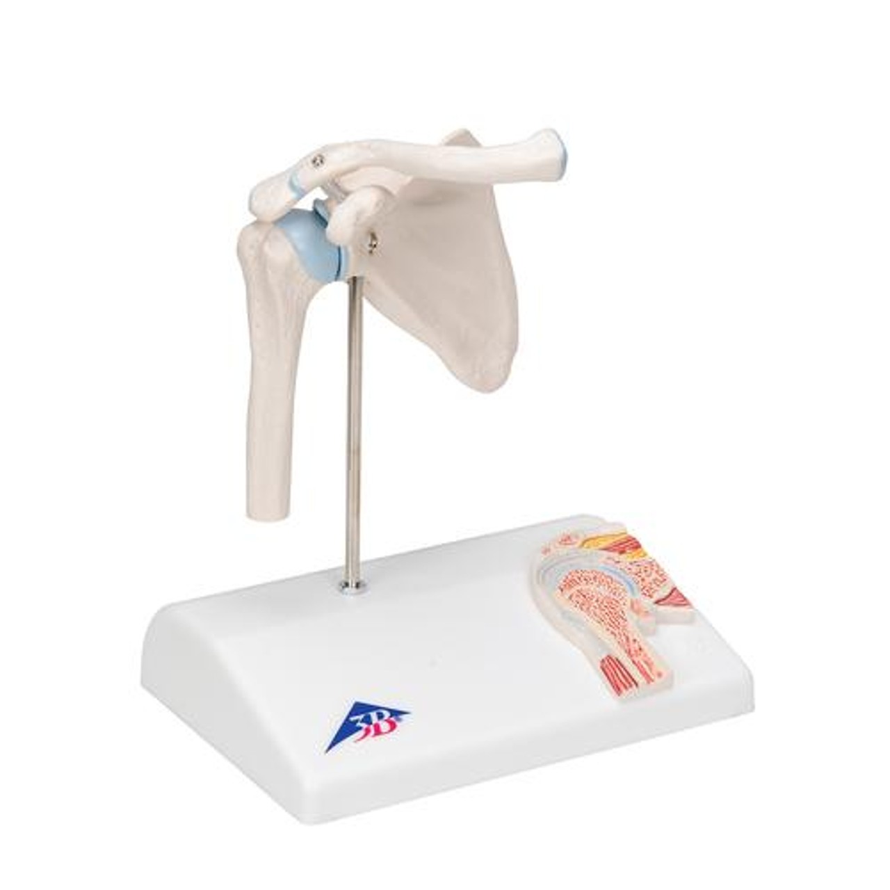 Mini Shoulder Joint Anatomy Model