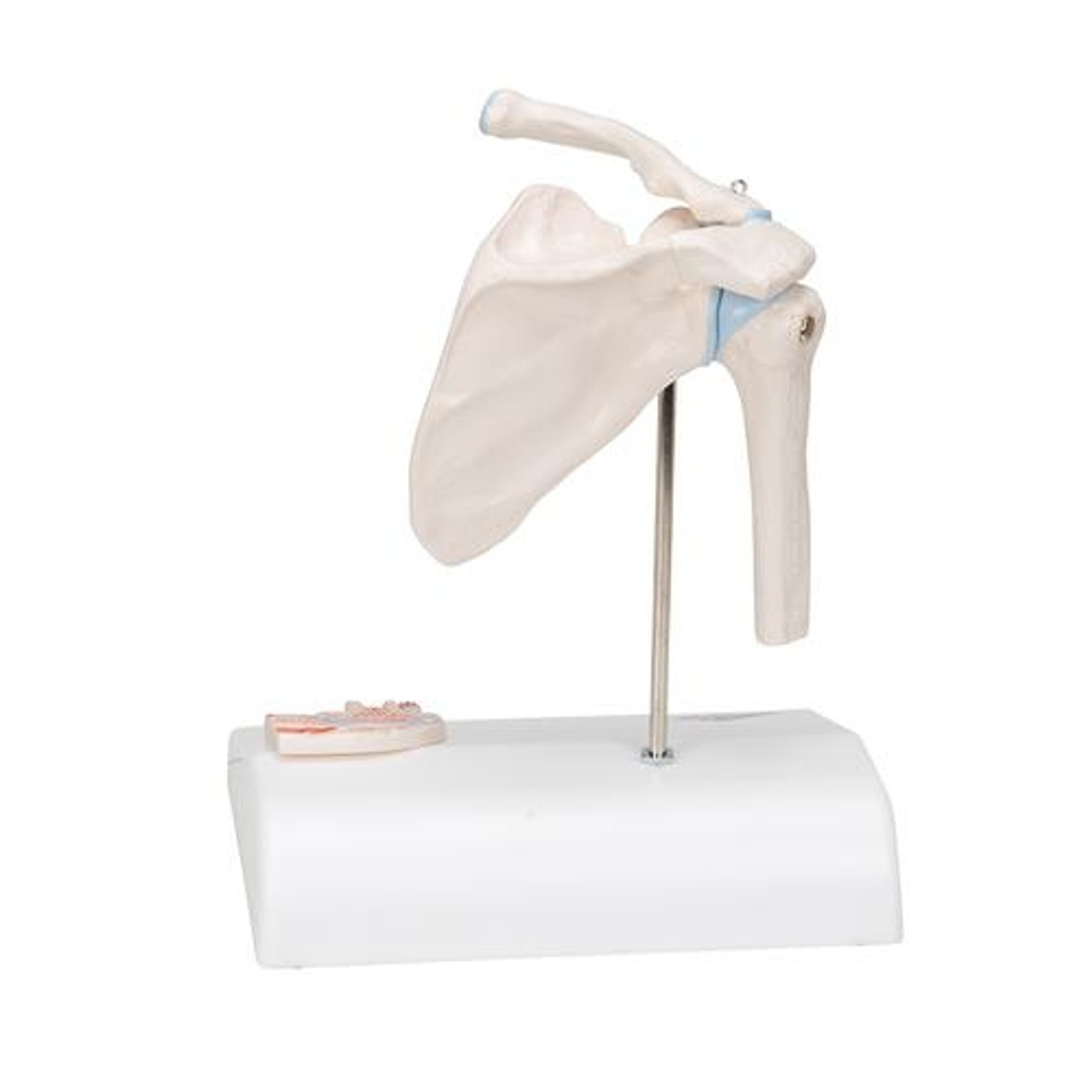 Mini Shoulder Joint Anatomy Model