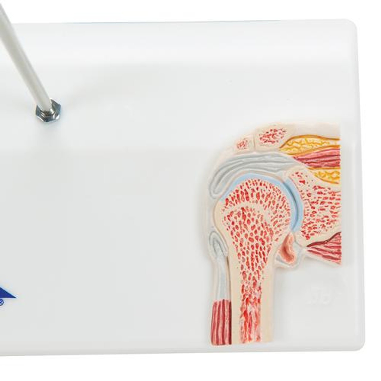 Mini Shoulder Joint Anatomy Model