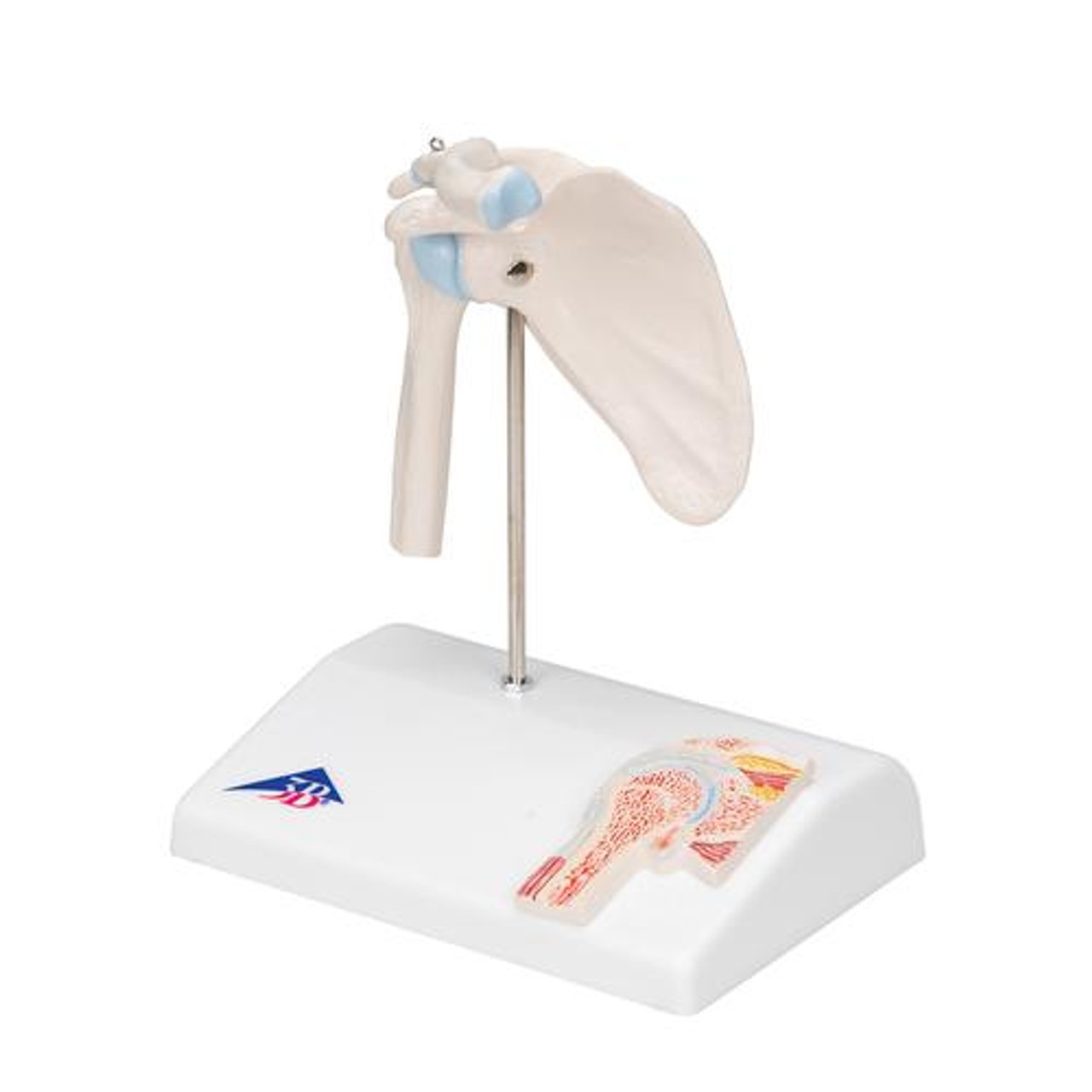 Mini Shoulder Joint Anatomy Model