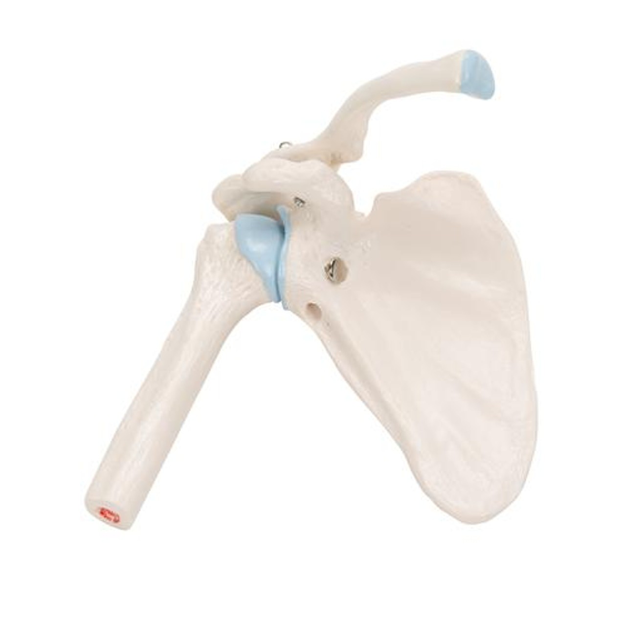 Mini Shoulder Joint Anatomy Model