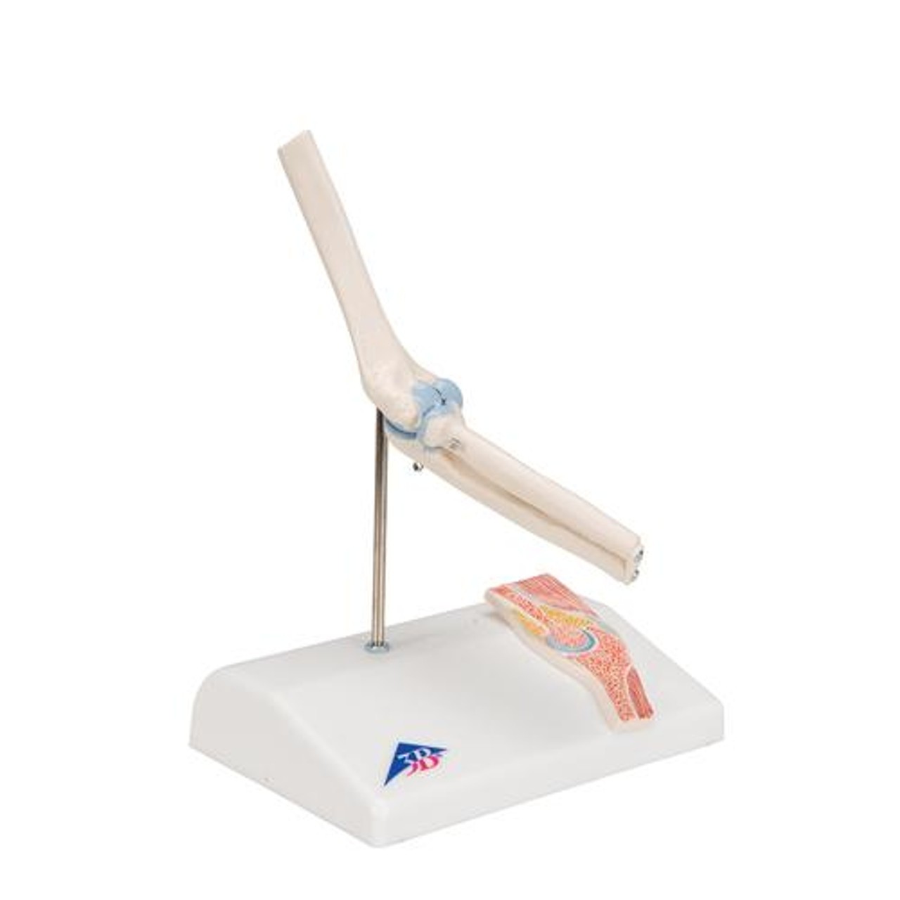 Mini Elbow Joint Anatomy Model