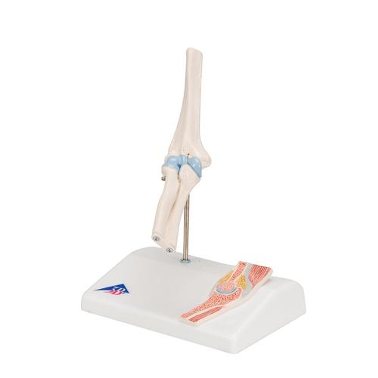Mini Elbow Joint Anatomy Model