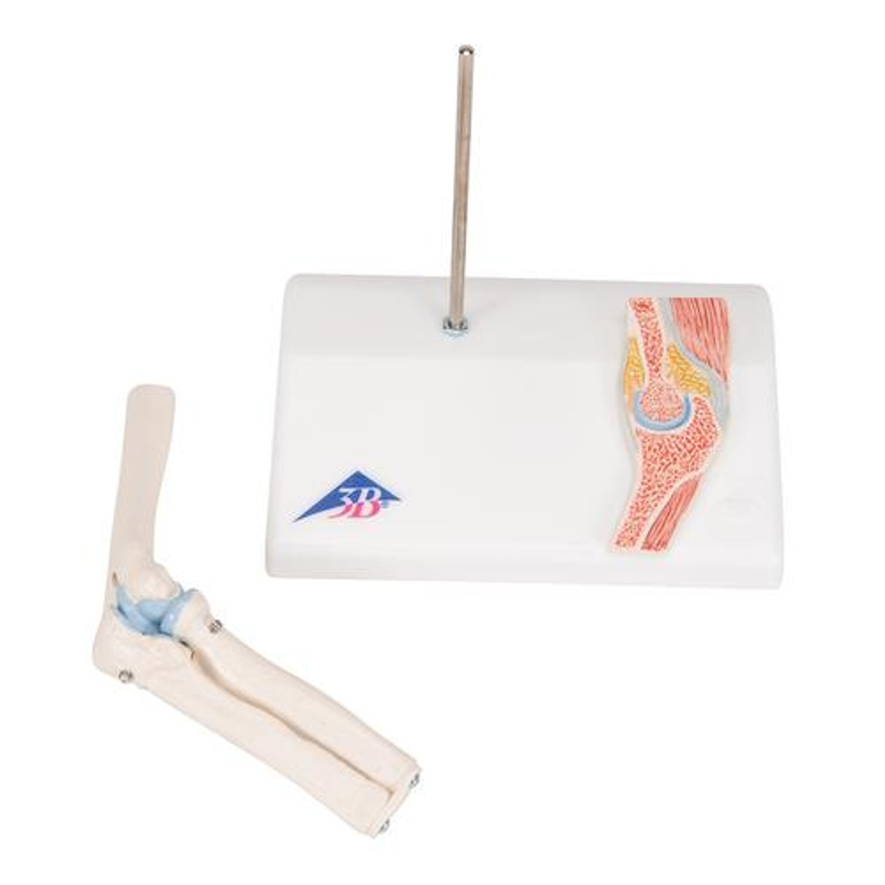 Mini Elbow Joint Anatomy Model