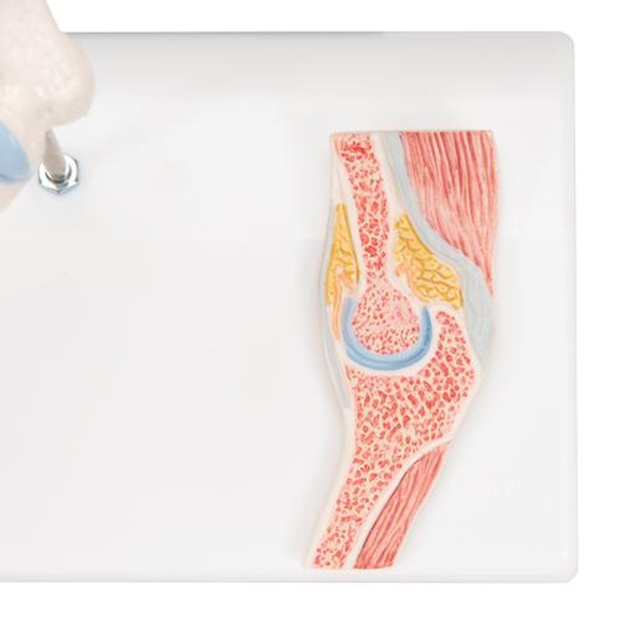 Mini Elbow Joint Anatomy Model