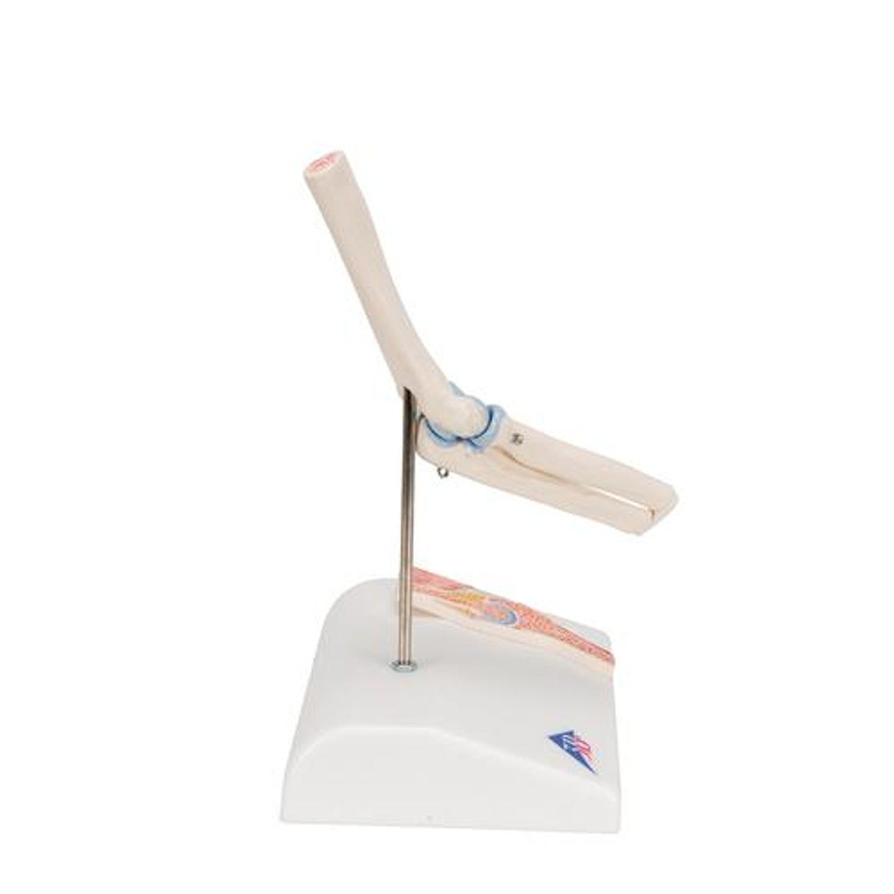 Mini Elbow Joint Anatomy Model
