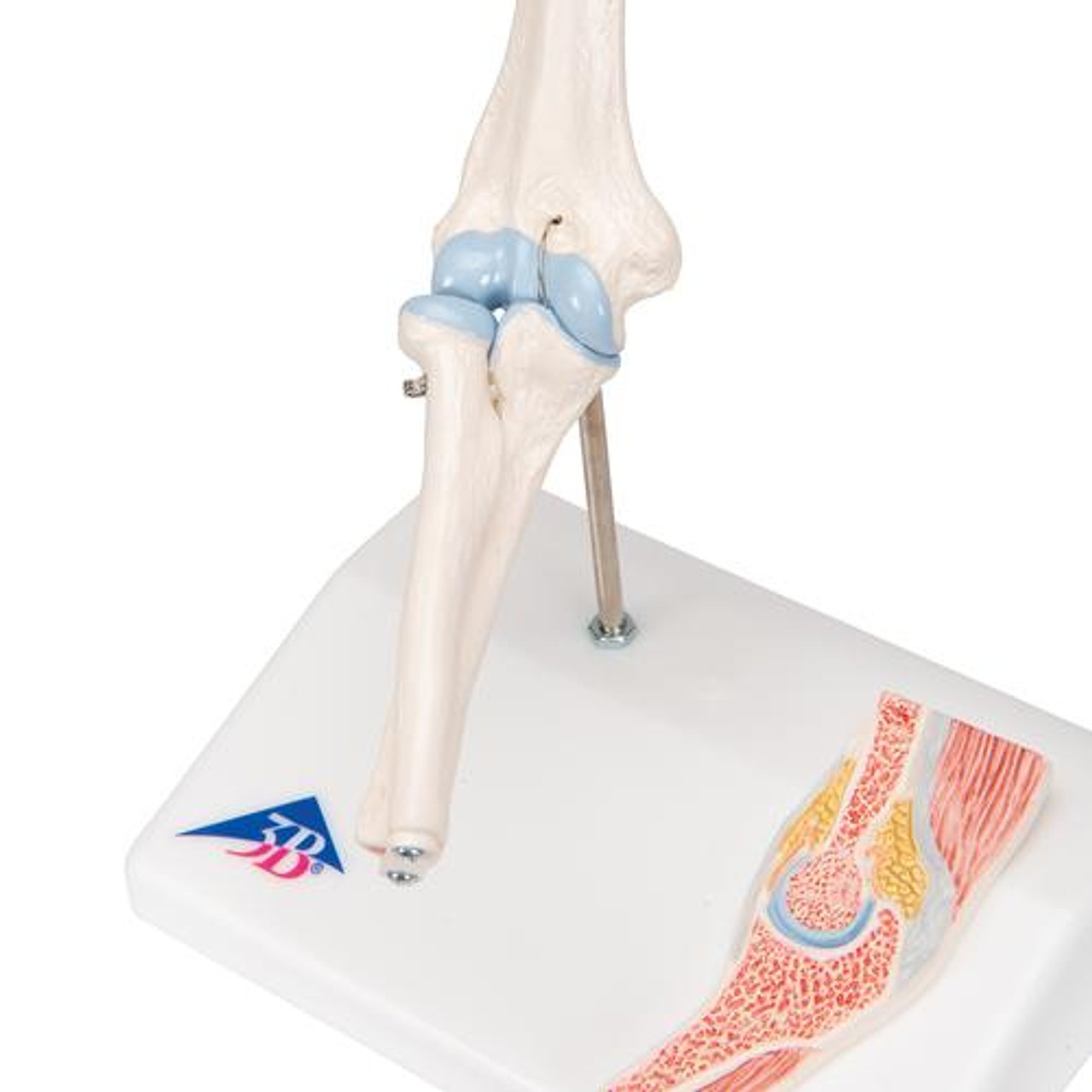 Mini Elbow Joint Anatomy Model