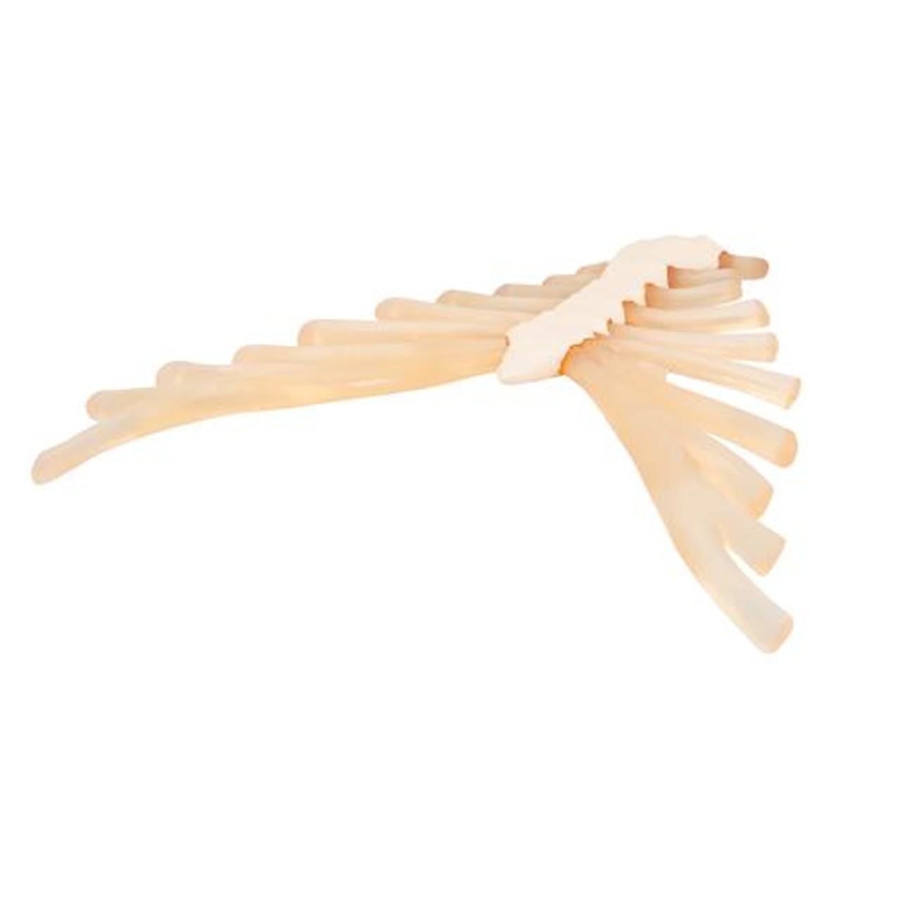 Sternum Anatomy Model With Rib Cartilage