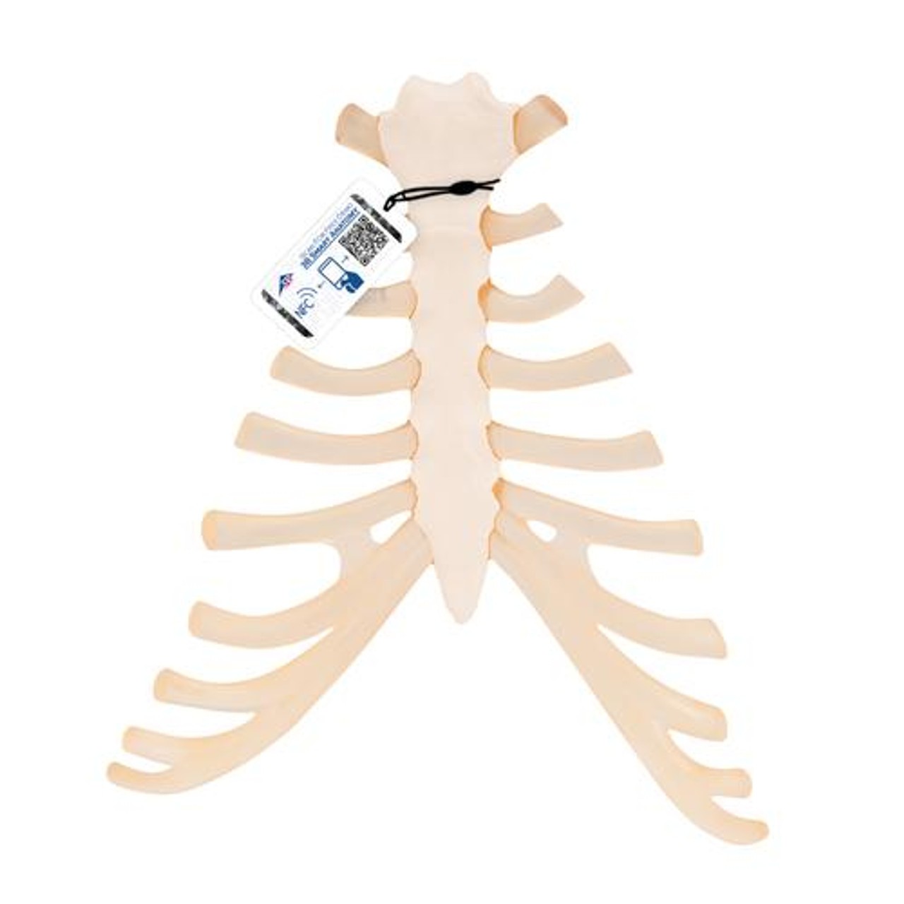 3B Scientific Sternum Anatomy Model With Rib Cartilage