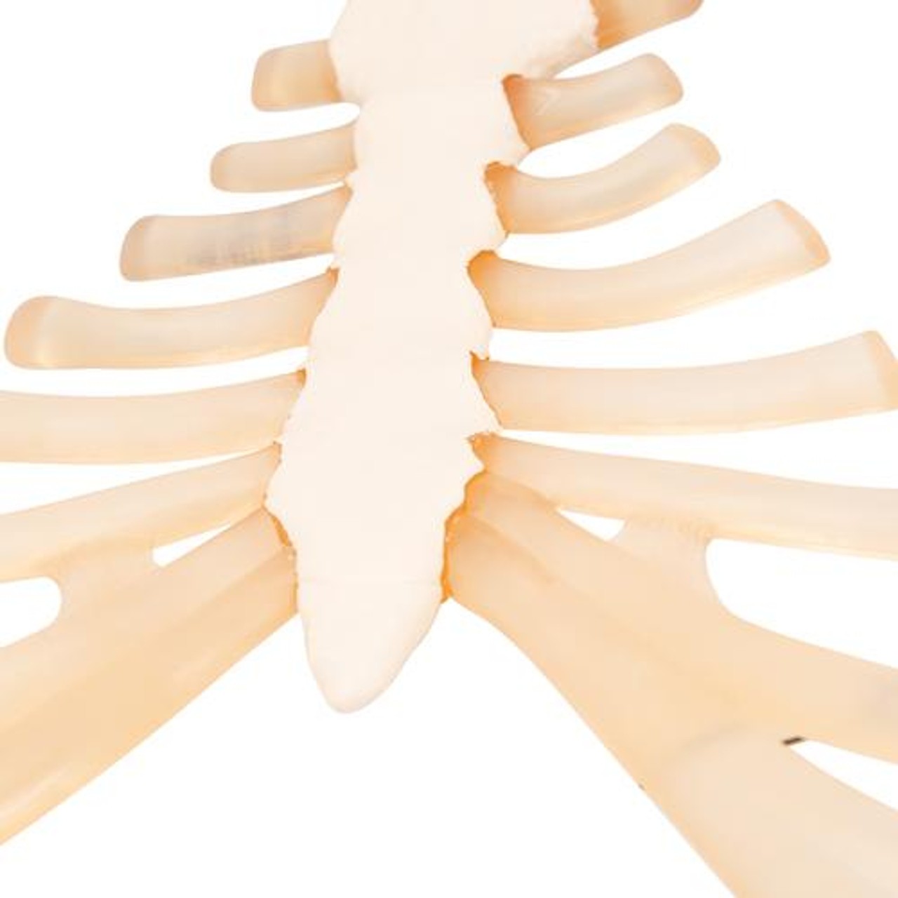 Sternum Anatomy Model With Rib Cartilage