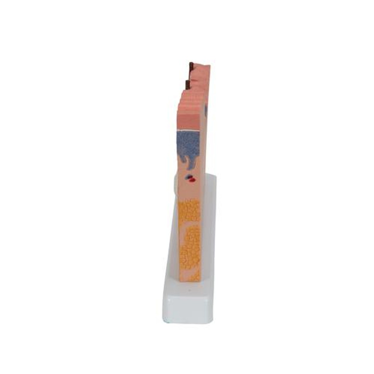 Skin Section Relief Model