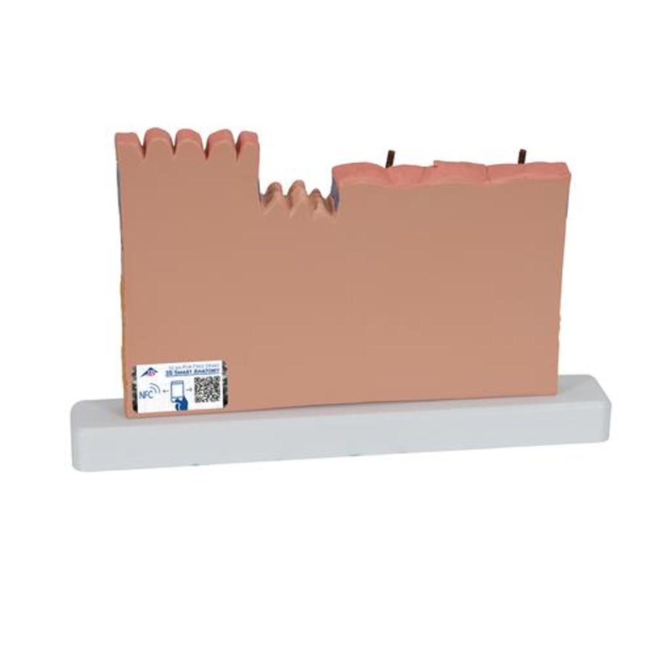 Skin Section Relief Model