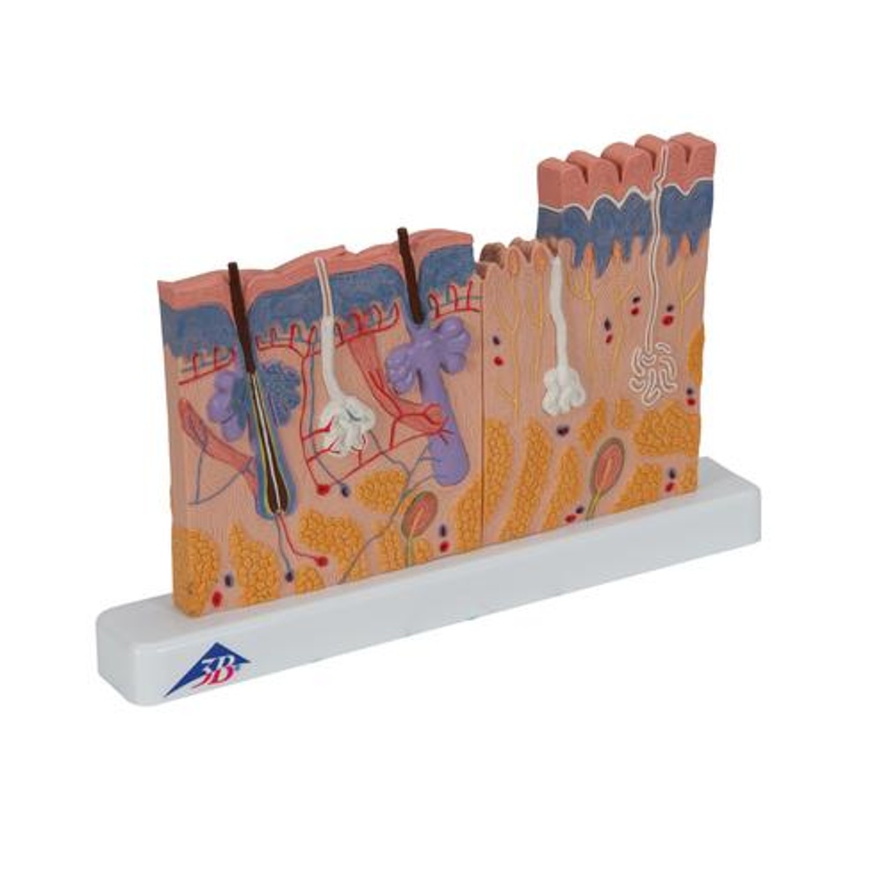 Skin Section Relief Model