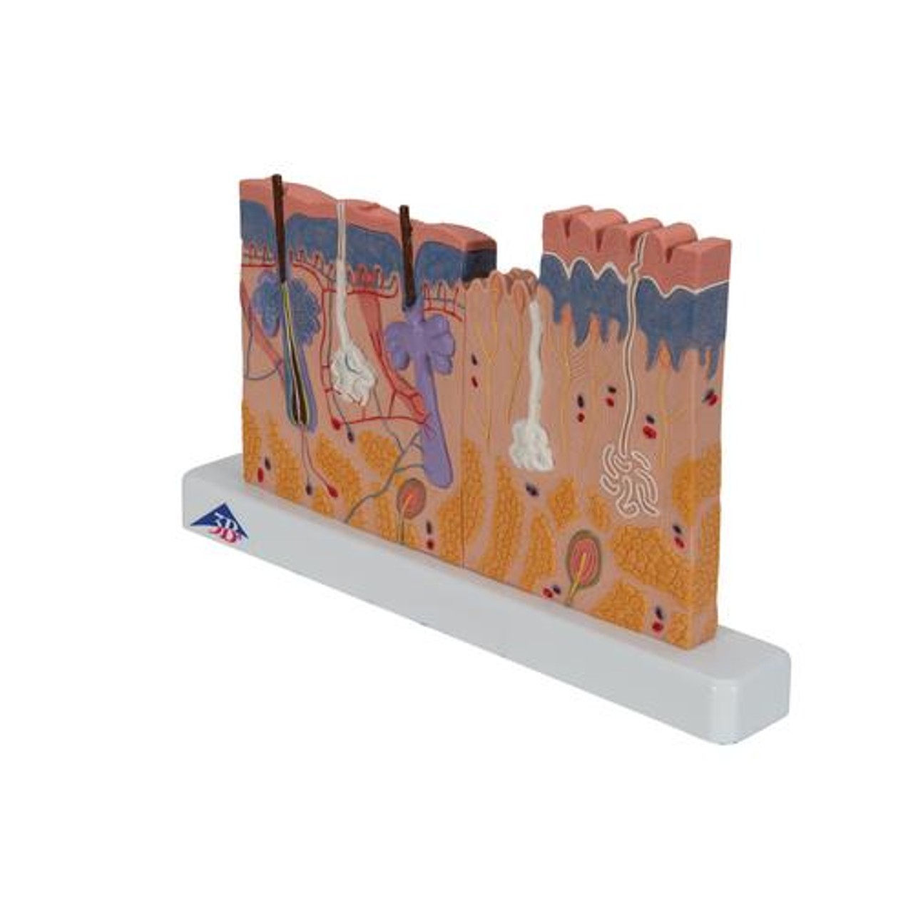 Skin Section Relief Model