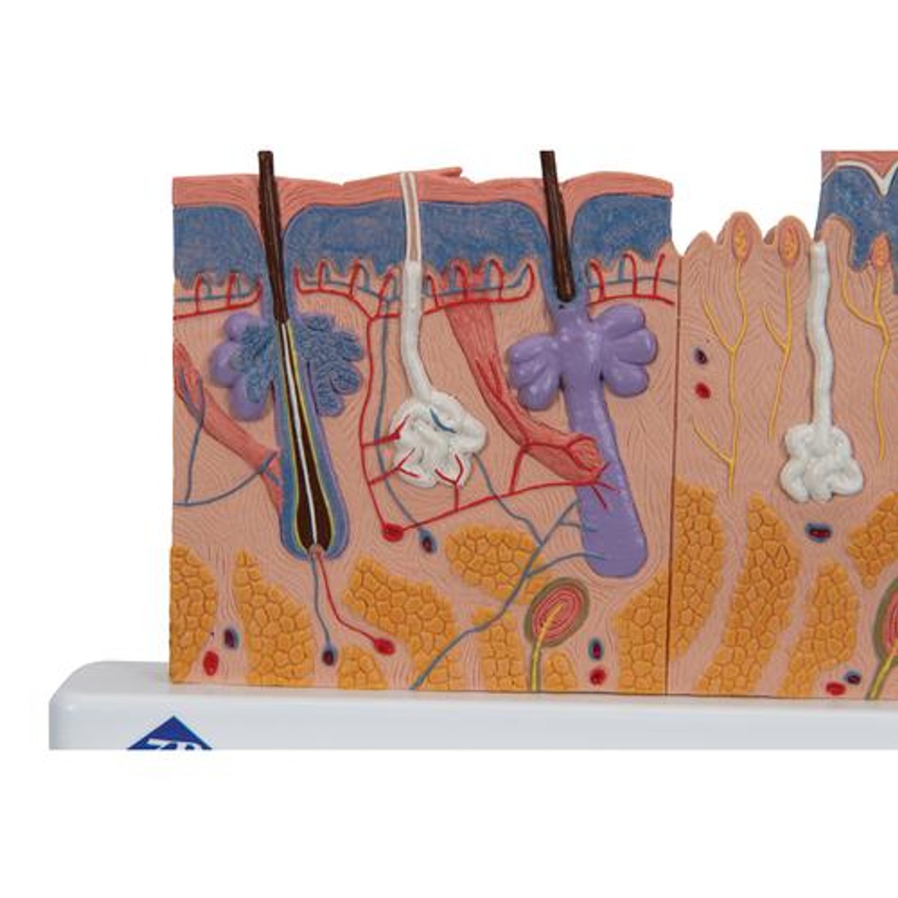 Skin Section Relief Model