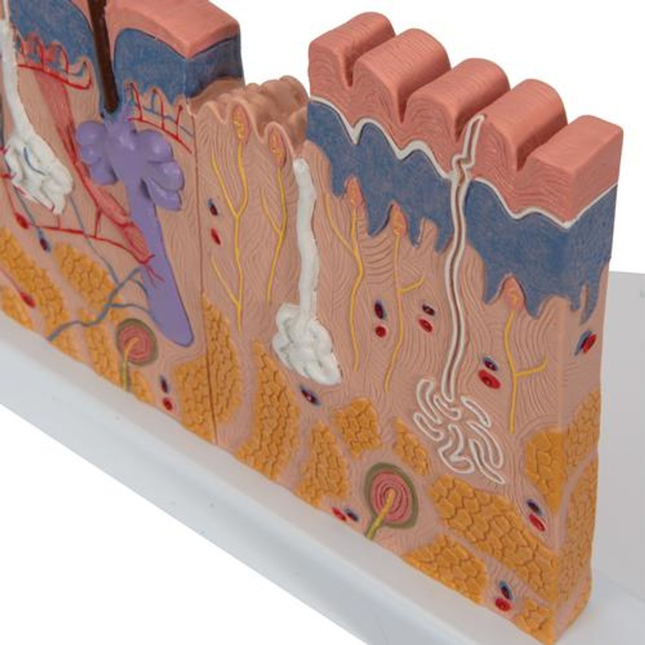 Skin Section Relief Model