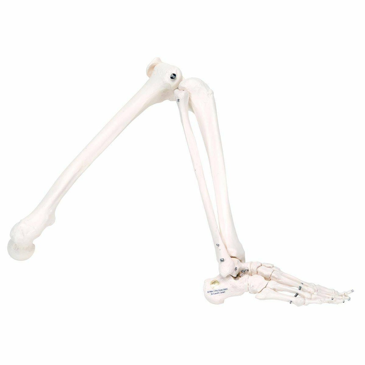 Replacement Leg for Muscle Max Skeleton