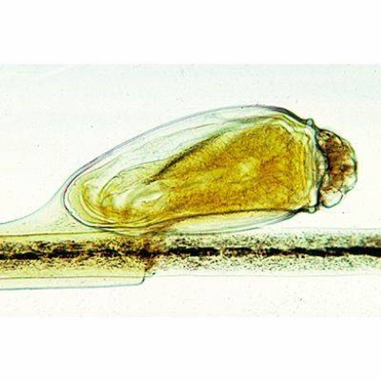 Human Scalp and Hair - English Slides