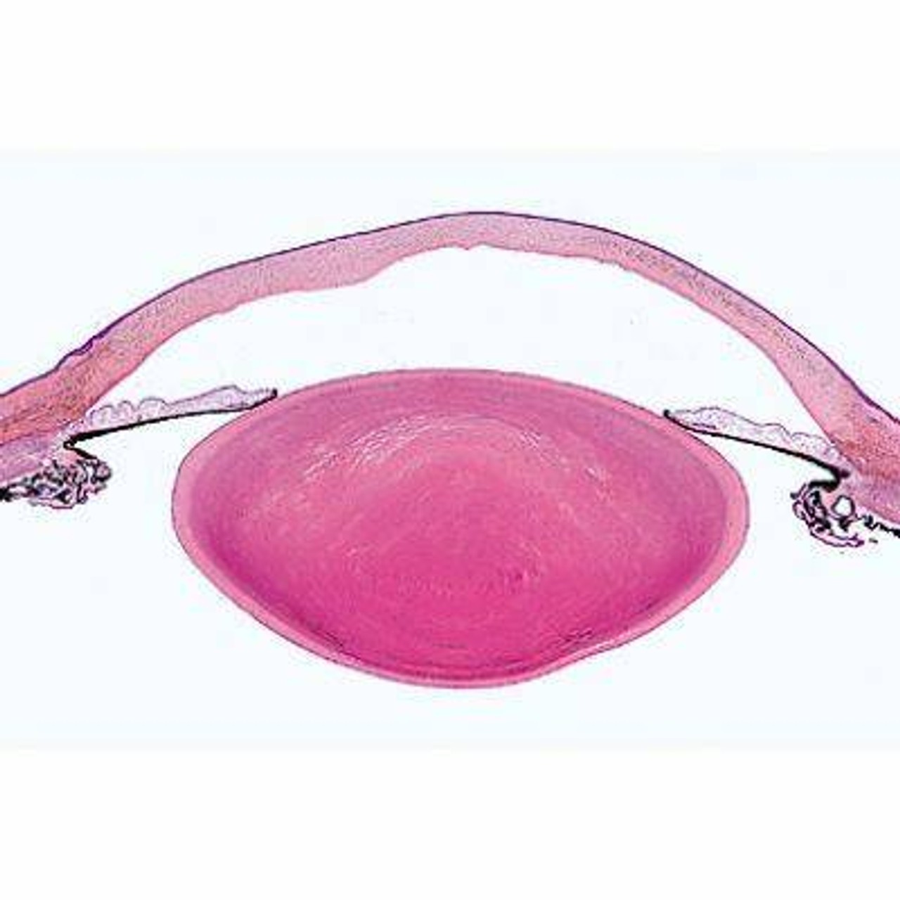Sensory Organs - English Slides