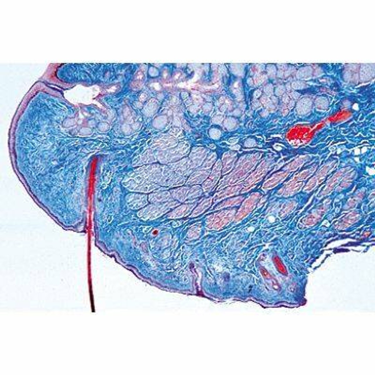 Sensory Organs - English Slides