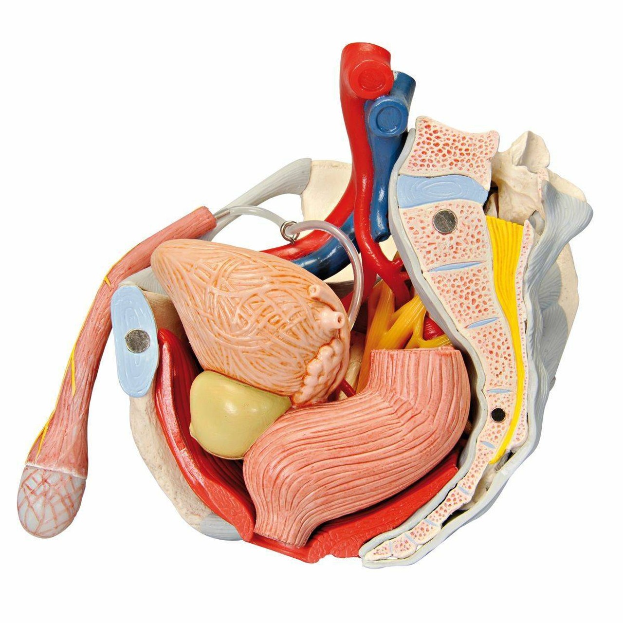 Male Pelvis Anatomy Model With Ligaments Muscles and Organs