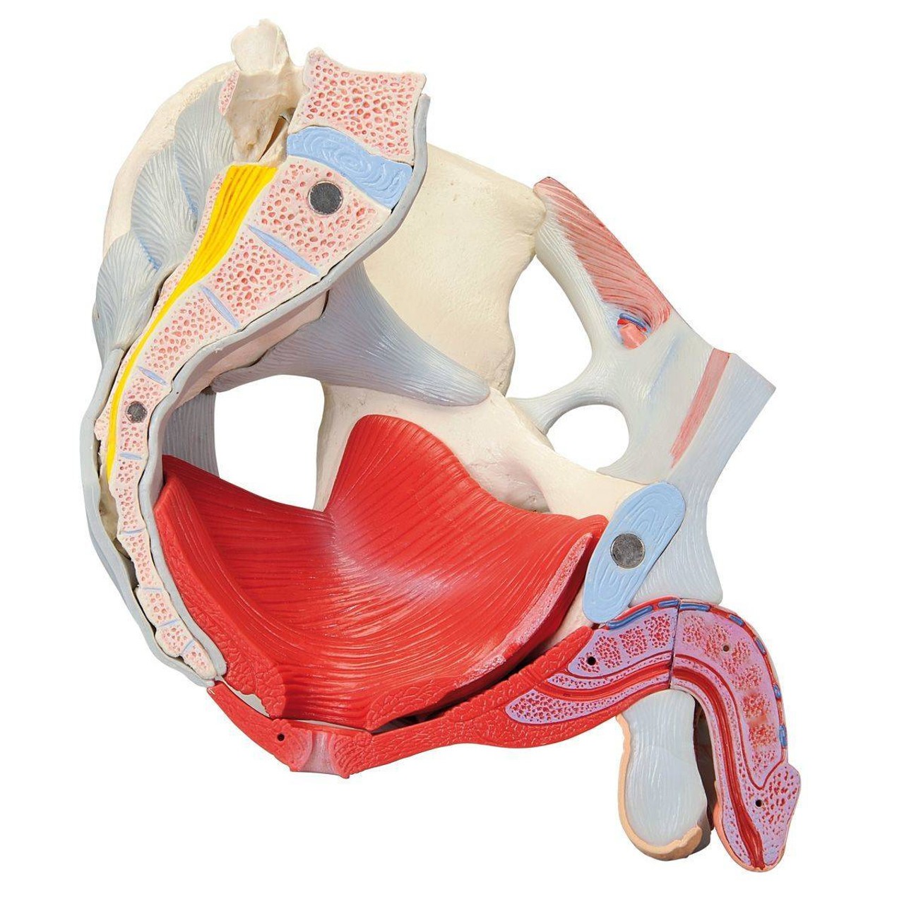 Male Pelvis Anatomy Model With Ligaments Muscles and Organs