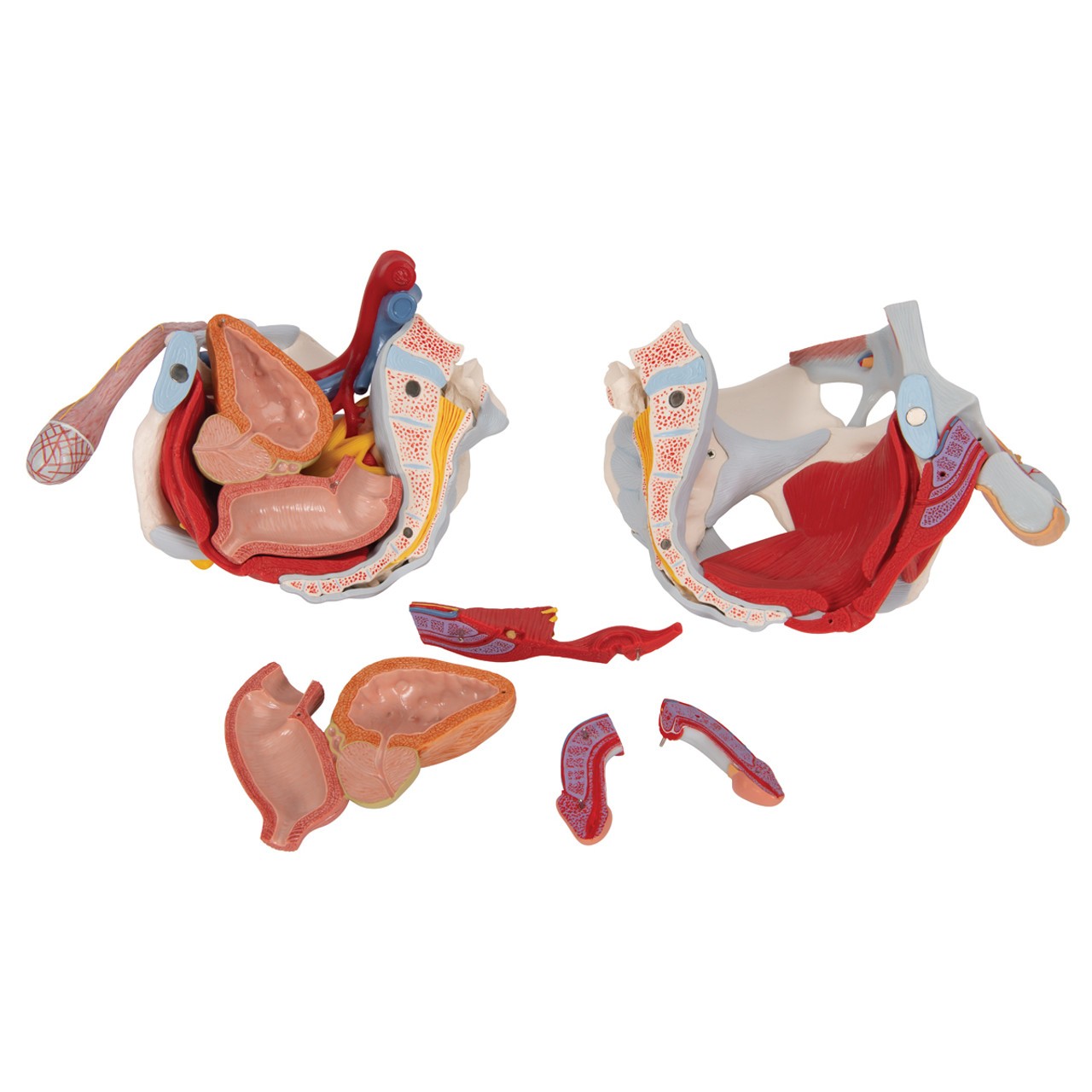 Male Pelvis Anatomy Model With Ligaments Muscles and Organs