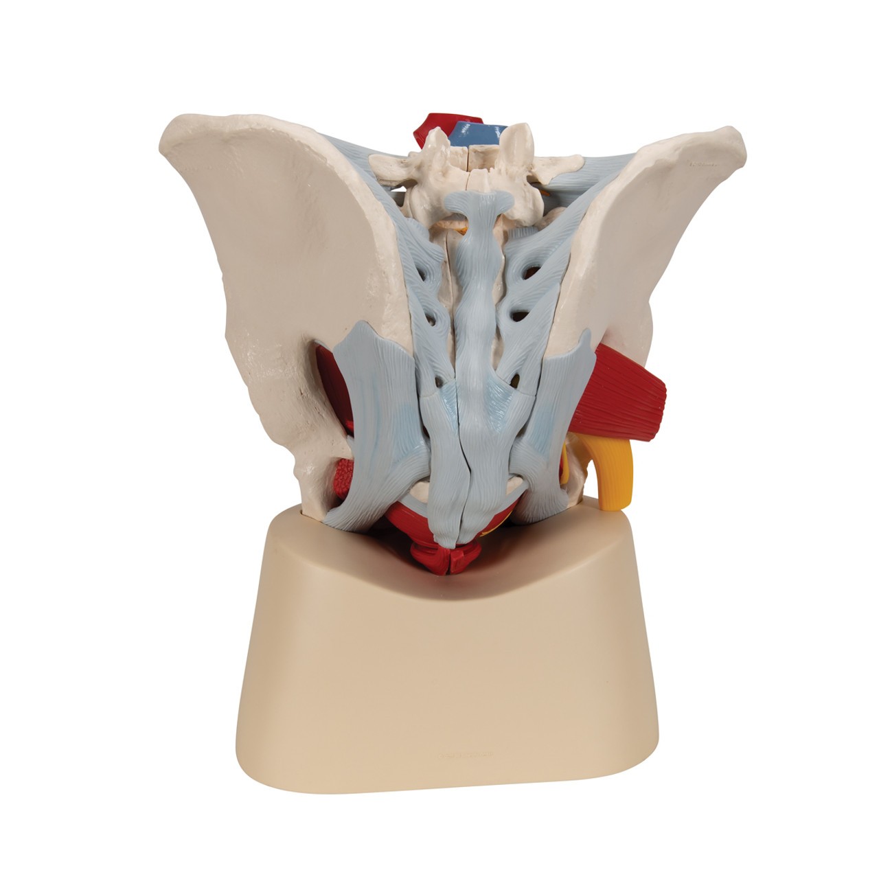 Male Pelvis Anatomy Model With Ligaments Muscles and Organs